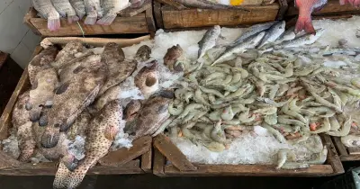 هل يوجد زيادة في أسعار الأسماك بالأسواق؟.. بيان رسمي