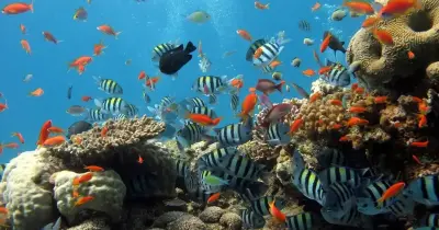 لا تحتاج الأسماك التي تعيش في الأعماق إلى مثانة العوم . صواب خطأ