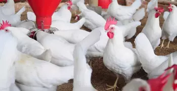 ننشر أسعار الدواجن اليوم السبت 15 يونيو 2019.. أسعار بورصة الدواجن الرئيسية