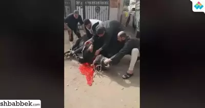 لمواجهة الغلاء.. شباب قرية بالشرقية يبيعون لحم بلدي بأسعار رمزية (فيديو)