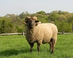 خروف يحطم جمجمة مسنة ويدخلها العناية المركزة بالغربية