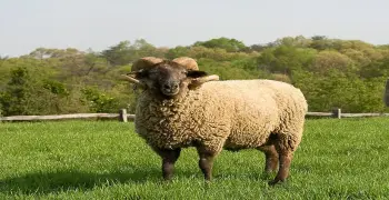 خروف يحطم جمجمة مسنة ويدخلها العناية المركزة بالغربية