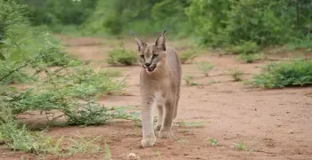 القصة الكاملة للوشق المصري الذي هاجم إسرائيل