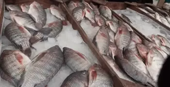 أسعار السمك اليوم الخميس 9 مايو 2019 رابع أيام شهر رمضان