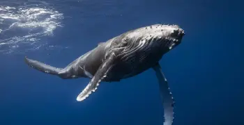 الحوت من الحيوانات التي تشترط له الذكاة صواب خطأ