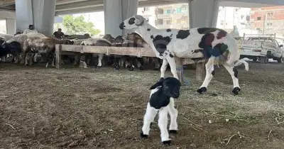 أسعار صكوك أضاحي جمعية شبرا الخير 2026.. نصيب المضحي وكيفية الحجز