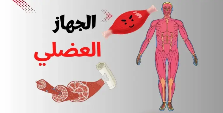  أي الأجهزة التالية يوفر القوة اللازمة لتحريك الجسم ؟ الجهاز العضلي الجهاز العصبي الجهاز الهرموني الجهاز الهيكلي 