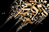 ملحق كتاب البيان نحو للصف الثالث الإعدادي أزهر ترم اول 2027 pdf