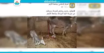 جامعة الأزهر تحتفل بمولود جديد في مزرعة مسطرد