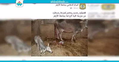جامعة الأزهر تحتفل بمولود جديد في مزرعة مسطرد