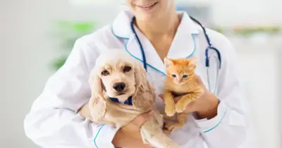 رابط تقديم مسابقة الأطباء البيطريين 2026 وطريقة التسجيل