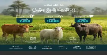 أسعار صكوك أضحية صناع الخير 2026.. احجز الآن ووزع نصيبك من اللحوم البلدية