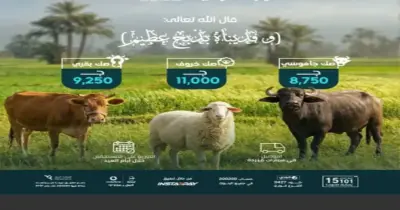 أسعار صكوك أضحية صناع الخير 2026.. احجز الآن ووزع نصيبك من اللحوم البلدية