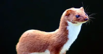 الطب الشرعي يكشف تفاصيل مثيرة في وفاة رضعية التهمتها العرسة بسوهاج