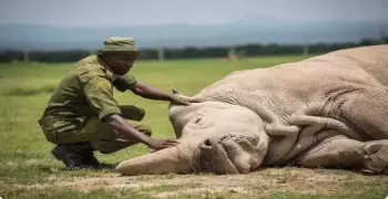انقراض وحيد القرن الأبيض الشمالي حقيقة أم شائعة؟