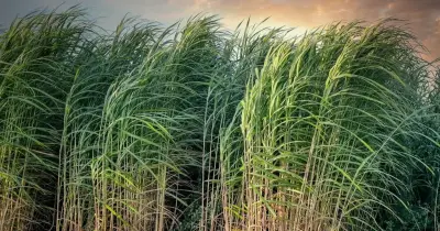 سعر توريد طن قصب السكر 2025 2026.. ارتفع عن العام الماضي