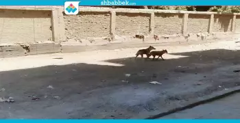 رعب بين طلاب مدينة الأزهر بسبب «عضة كلب».. والإدارة: منقدرش نموتهم