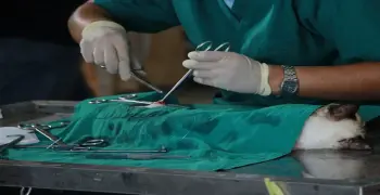 عدد شهور سنة الامتياز لطلبة كلية الطب البيطري