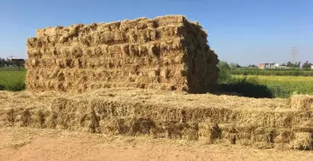 وزارة البيئة: وظائف للشباب في مواقع تجميع قش الأرز