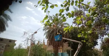 ظهور شمبانزي في قرية بالأقصر ومحاولات للسيطرة عليه