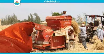 صور| جامعة قناة السويس تحتفل بيوم حصاد القمح