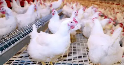 هل يوجد زيادة في أسعار الدواجن اليوم الثلاثاء 26 أغسطس 2025؟