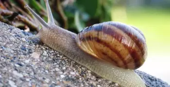 حليب هذا الحيوان أغلى من الذهب
