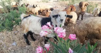 سعر كيلو الماعز قائم اليوم قبل عيد الأضحي 2026