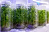 يتسبب وجود هرمون الأكسين auxin في الأغصان الجانبية في تثبيط إنتاجه في القمة النامية ومن ثم عدم نموها مما يحد من استطالة النبات؟