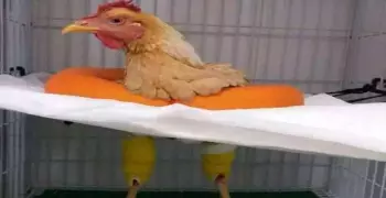 إحالة الطبيب البيطري بطل واقعة جراحة لدجاجة بـ 7 آلاف جنيه للتحقيق