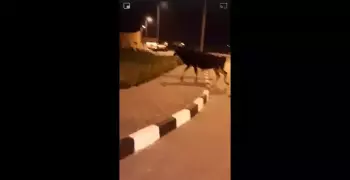بقرة تتجول داخل جامعة سيناء.. والطلاب: يارب صبرنا (فيديو)
