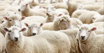 هل يجوز ذبح الأضحية قبل صلاة العيد؟.. إليك الحكم