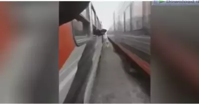 قصة وفيديو حصان بين قطارين ينجو من الموت بأعجوبة.. مشهد يثير الفزع