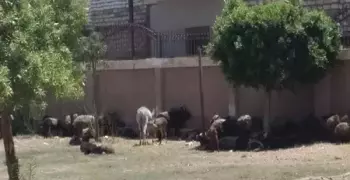 مدرسة بالمنيا تتحول إلى زريبة للأغنام والحمير في الإجازة