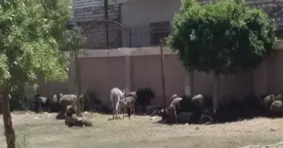 مدرسة بالمنيا تتحول إلى زريبة للأغنام والحمير في الإجازة