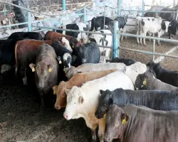 تقسيط صك الأضحية من وزارة الأوقاف لعام 2026 لمدة 6 أشهر