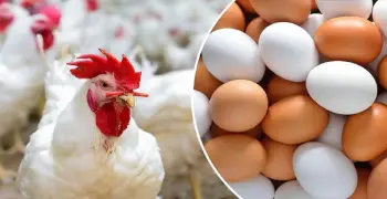 تراجع أسعار الفراخ والبيض قبل عيد الأضحى.. اعرف وصلت لكام