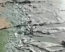 شبح التلوث الكيميائي يهدد الثروة السمكية داخل بحيرة النوبة