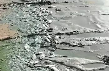 شبح التلوث الكيميائي يهدد الثروة السمكية داخل بحيرة النوبة