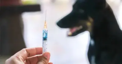 مواعيد تقديم خدمات مصل السعار بالمستشفيات والمراكز بالقاهرة