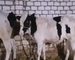 سعر صك أضحية مصر الخير 2026 لحم بلدي صافي وهدايا للمتبرعين