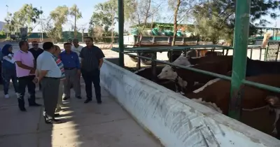 جامعة سوهاج تطرح 7 طن لحوم للمواطنين في عيد الأضحى