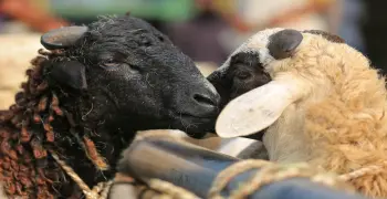 هل دم الذبيحة نجس؟.. توضيح فقهي شامل