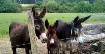 إصابة 17 طفلا بالسعار في دولة عربية بعد ممارسة الجنس مع حمارة وإعدام الحيوان