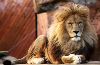 مشهد مرعب في السيرك القومي.. تطورات حادث تعرض طفلة لهجوم أسد