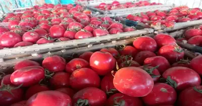 القلب الأبيض ليس سما.. كشف حقيقة فيديو الطماطم المتداول
