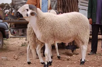 وقت الذبح في عيد الأضحى 2026 امتى؟