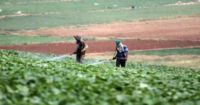 وزارة العمل تعلن عن فرص عمل موسمية في إسبانيا براتب 1200 يورو شهريا