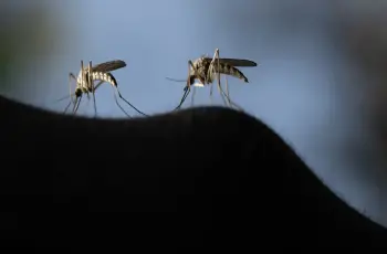 الأهالي في حالة ذعر.. الذباب يغزو الأقصر
