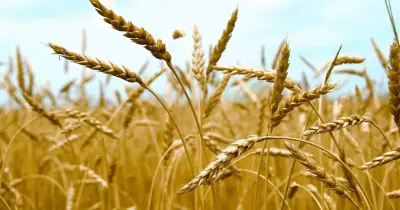 موسم القمح 2026.. 4 معلومات مهمة للمزارعين